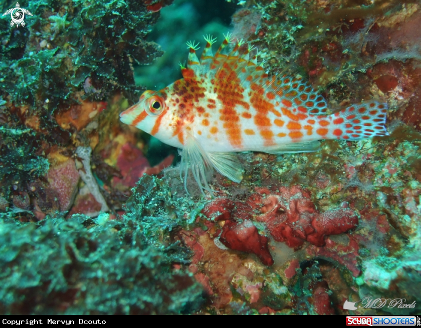 A Dwarf hawkfish