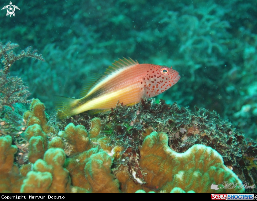 A Freckled Hawkfish