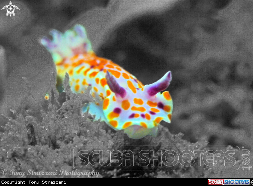 A Sweet Ceratosoma