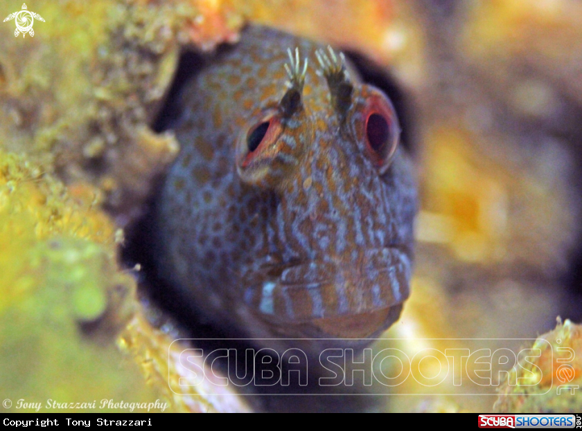 A Horned blenny