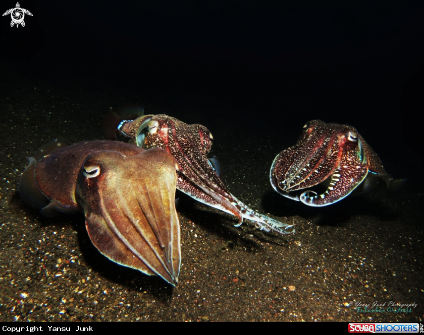 A Cuttle Fish