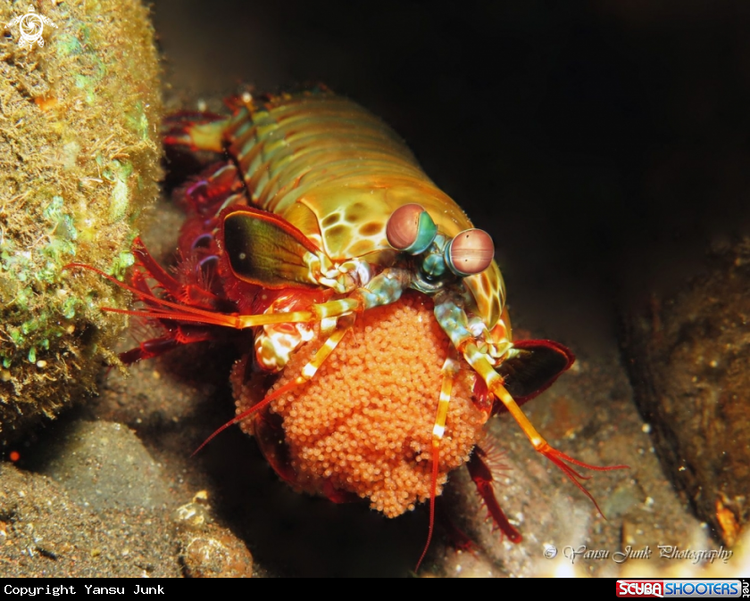 A peacock mantis shrimp 