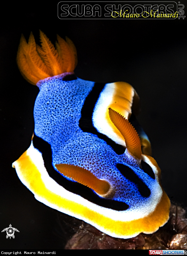 A Nudibranch chromodoris