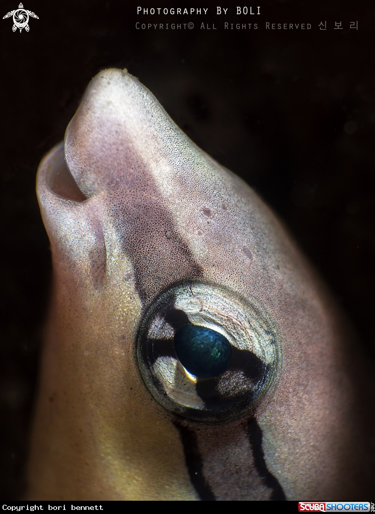 A Blenny 