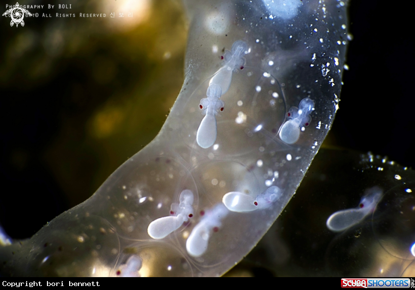 A Baby Squid
