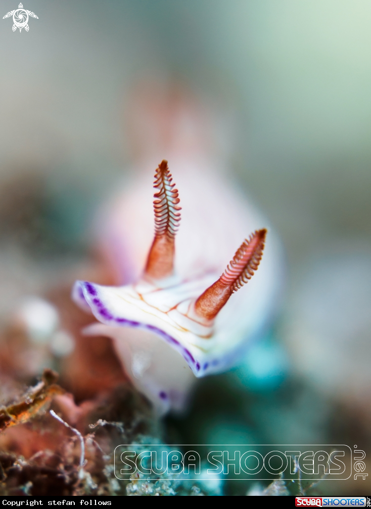 A Nudibranch