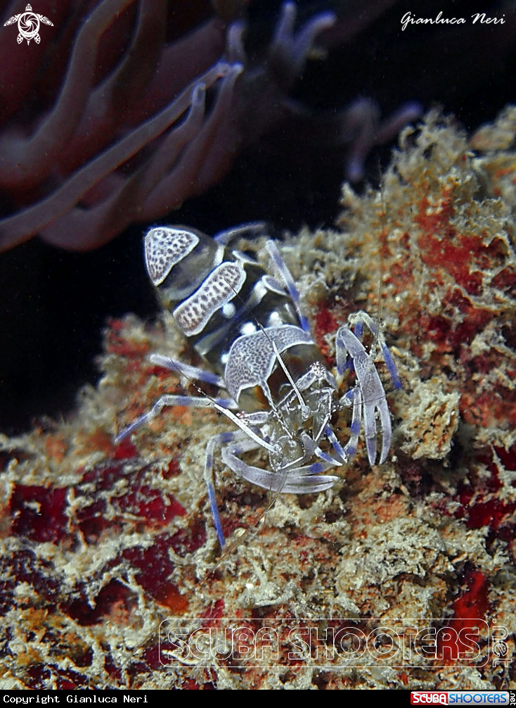A Ghost shrimp