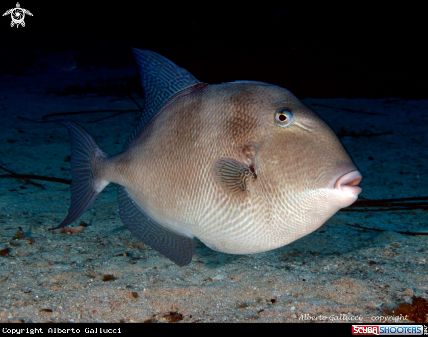 A Triggerfish