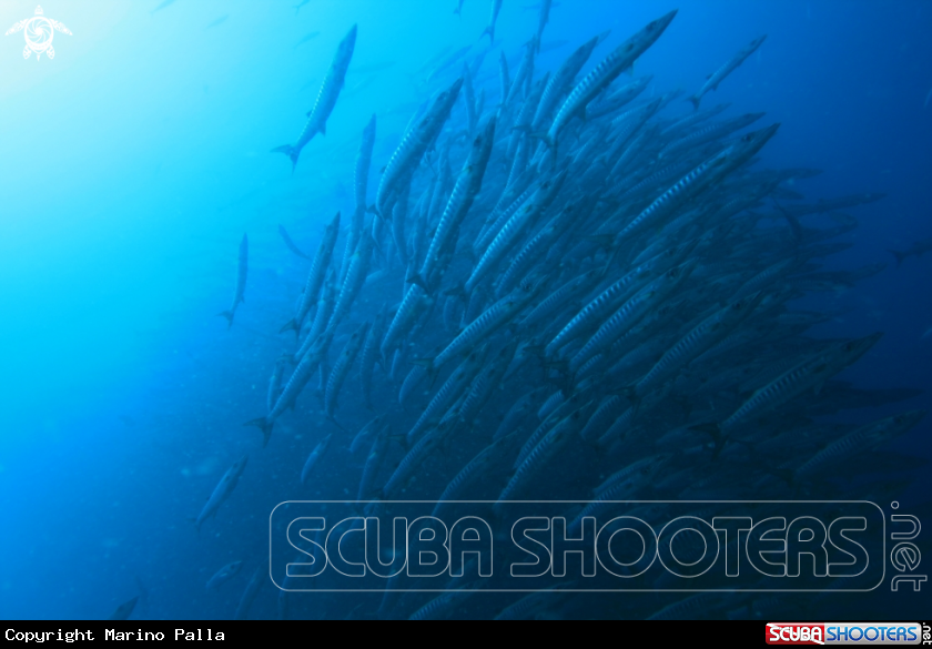 A Barracuda