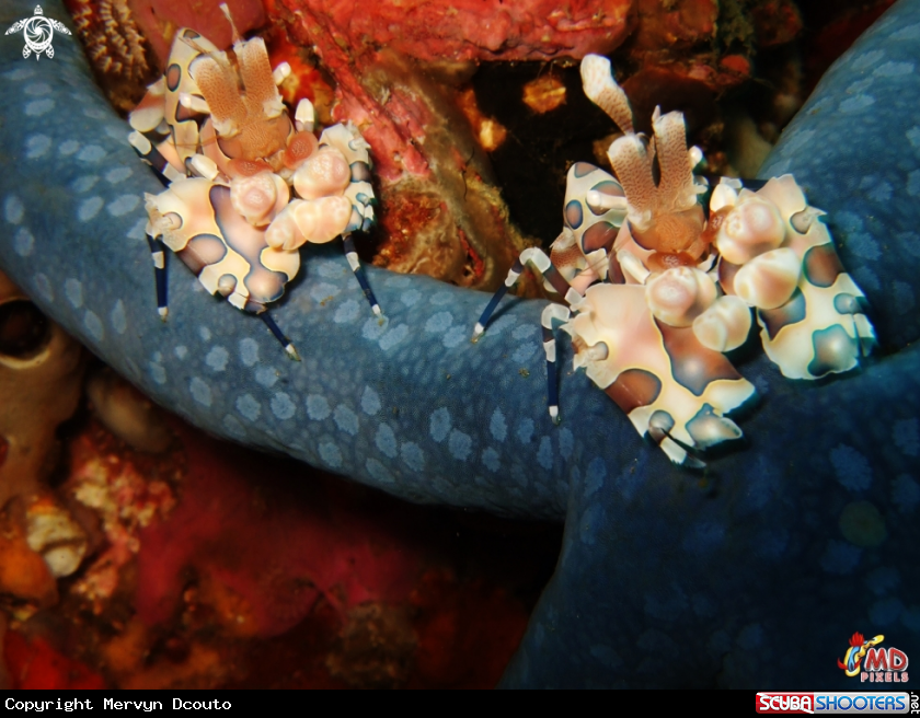 A Harlequin Shrimp