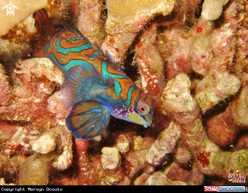 A Mandarinfish
