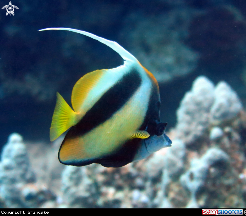 A Butterfly fish