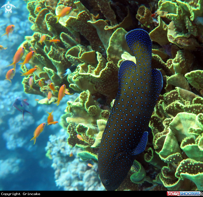 A Bluespotted grouper 