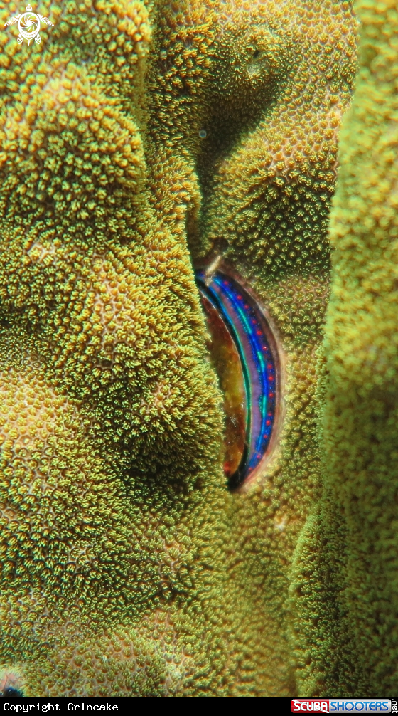 A Iridescent scollop