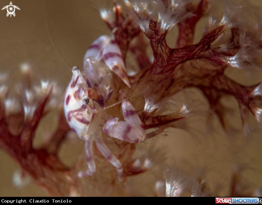 A Porcelain crab
