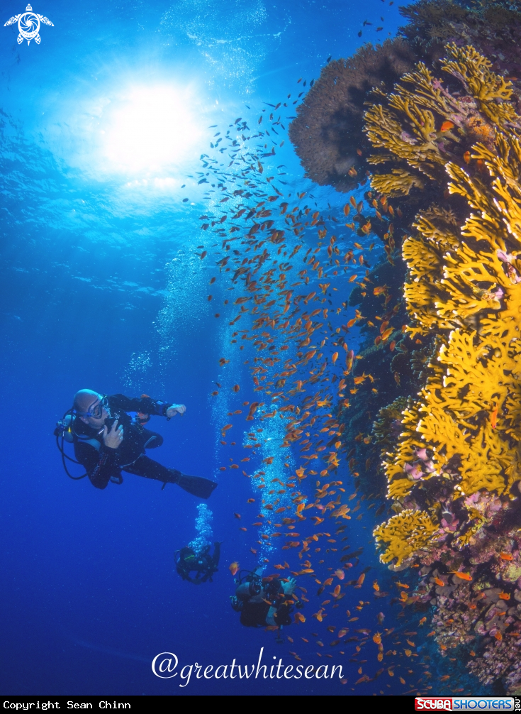 A Coral, Lyretail Anthias school and Humans 