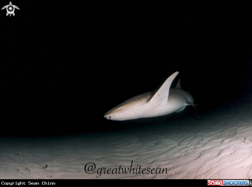 A Nurse Shark