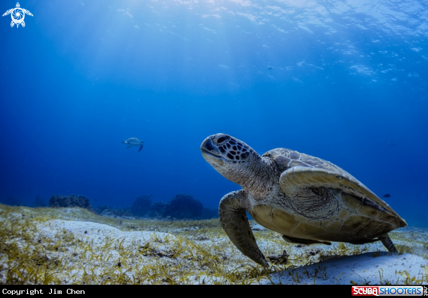 A Sea Turtle