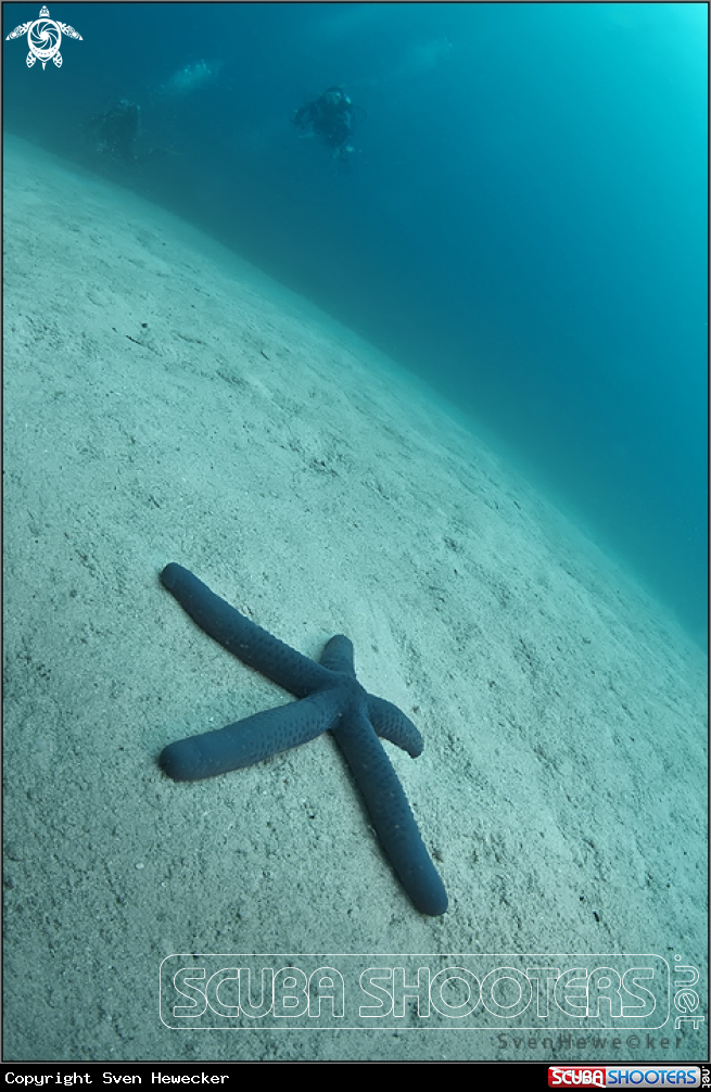 A seastar, earth and underwater universe