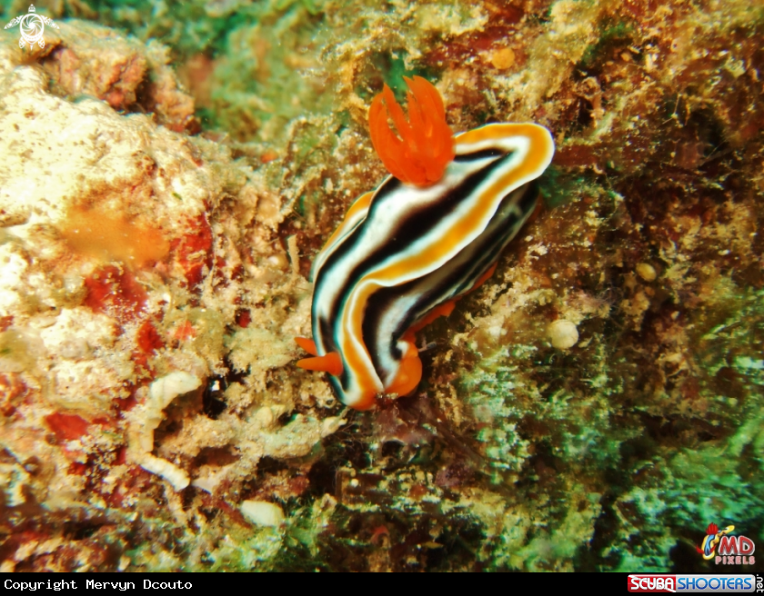 A Magnificent Chromodoris