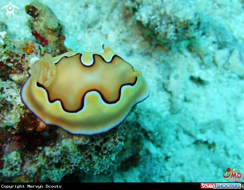 A Co's Chromodoris