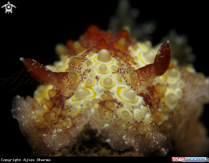 A nudibranch 