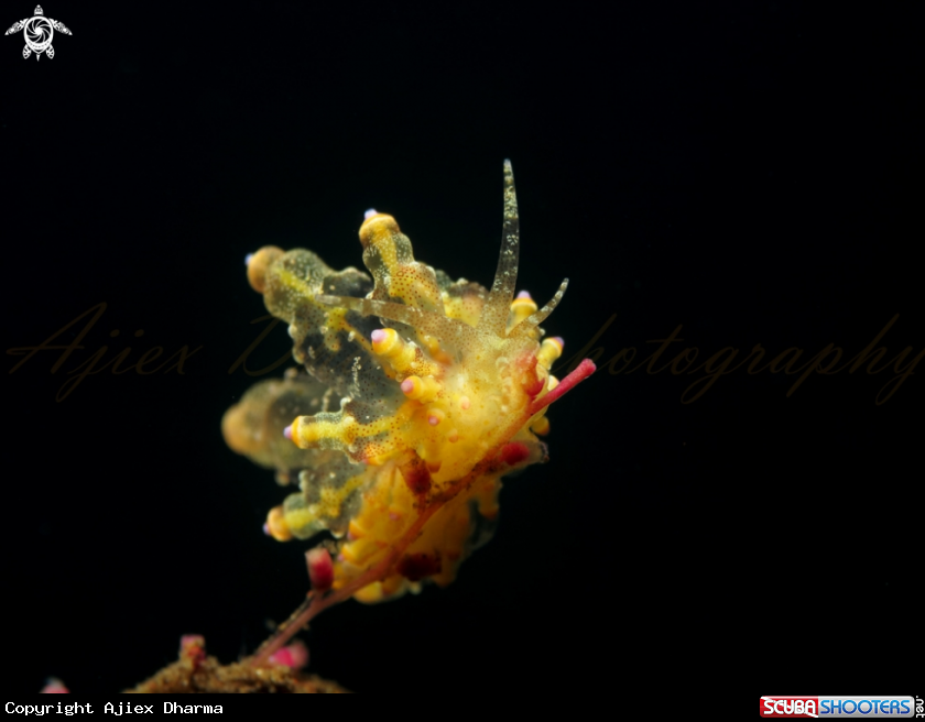 A nudibranch 