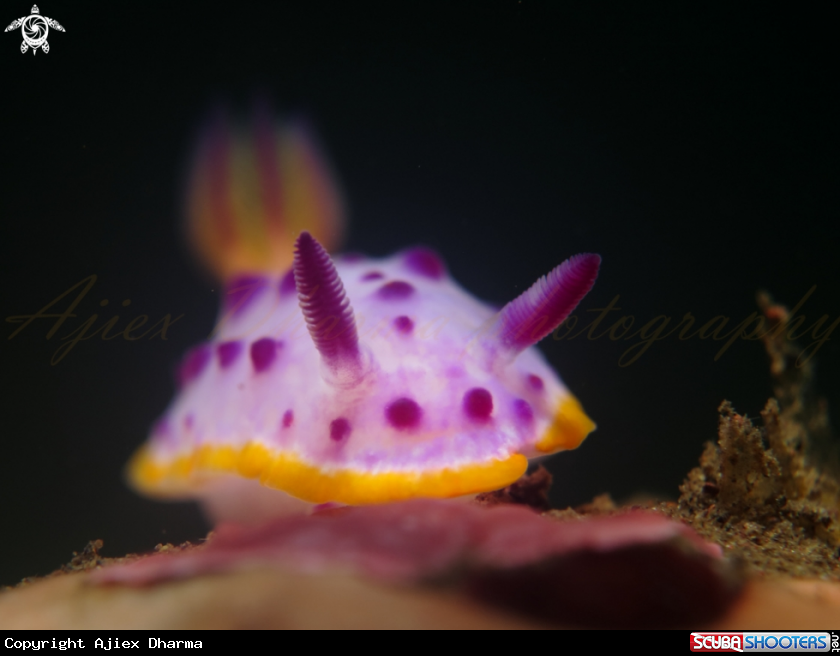 A nudibranch 