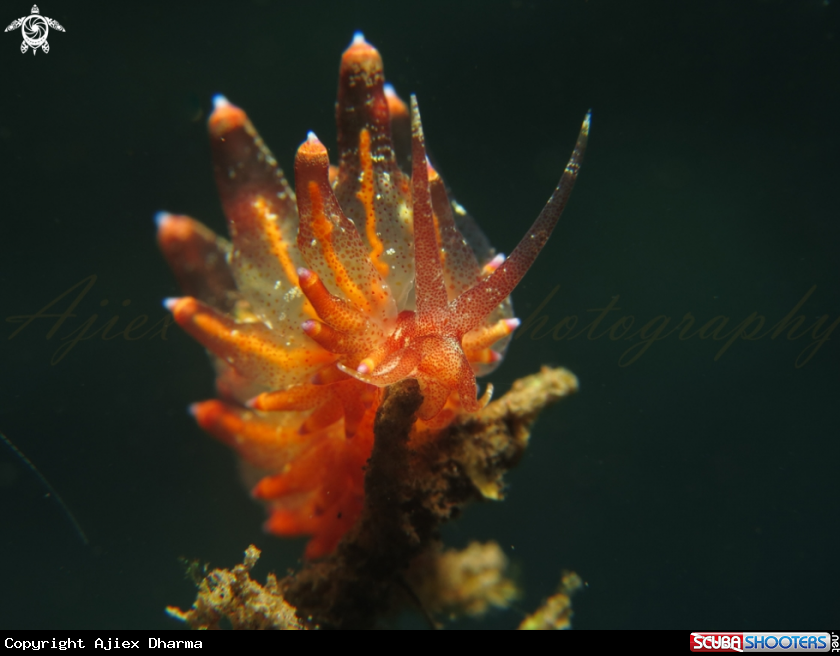 A nudibranch 