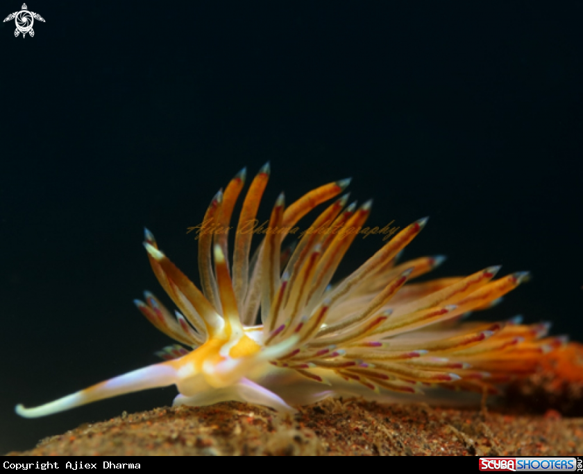 A nudibranch 