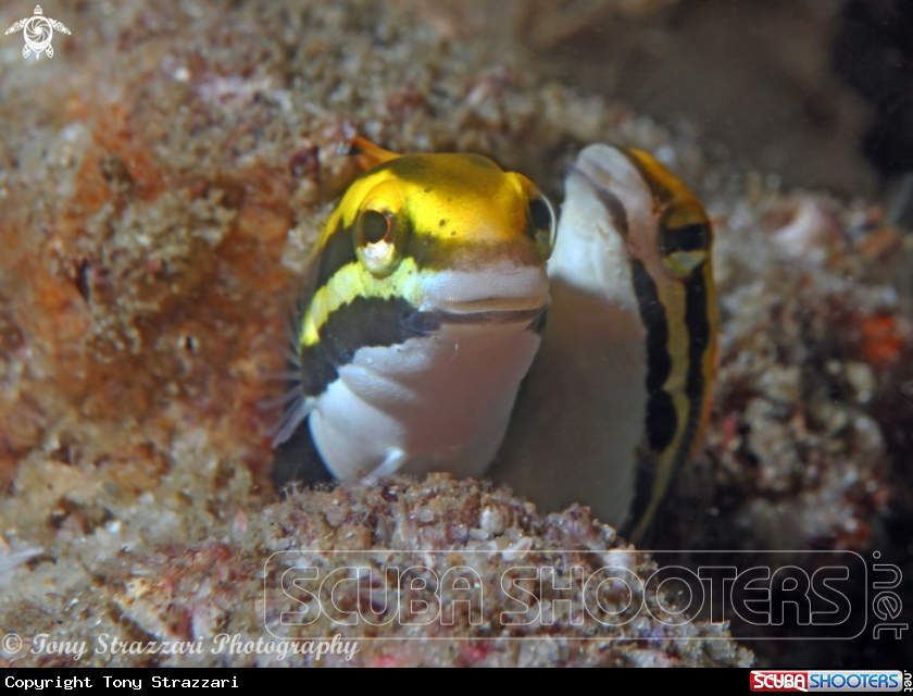 A Yellow sabretooth Blennies