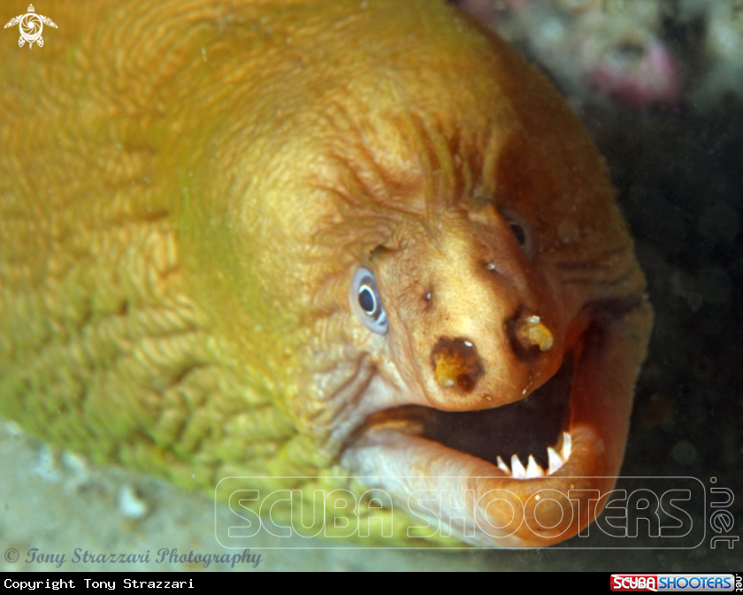 A Green moray