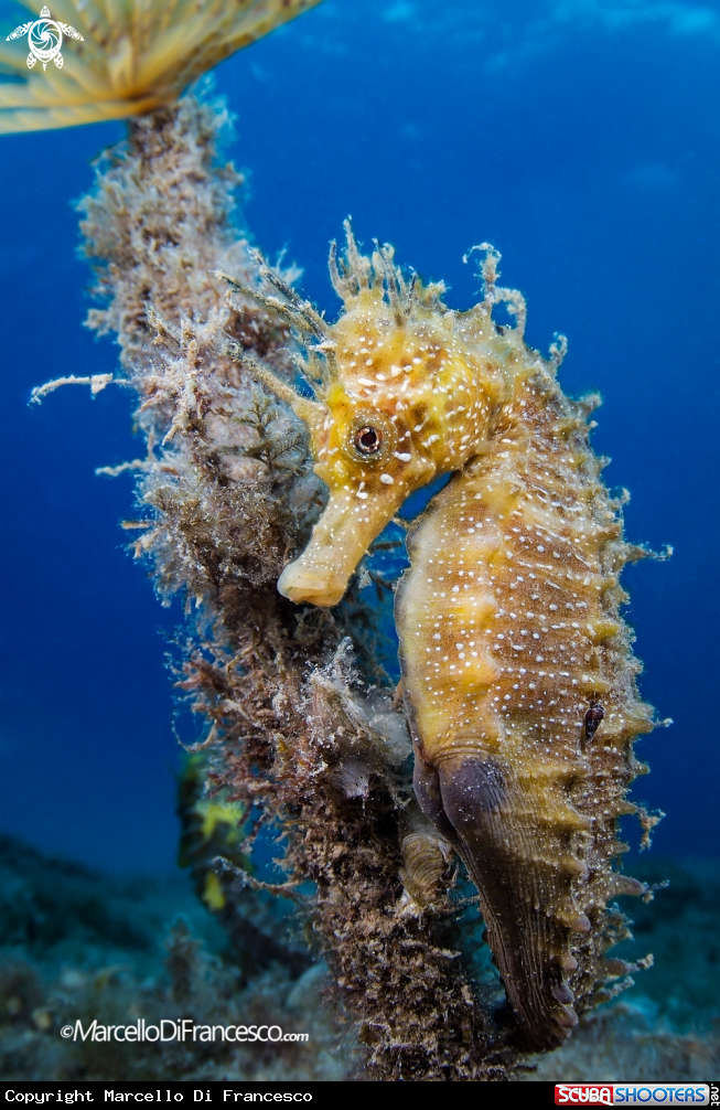 A Seahorse 