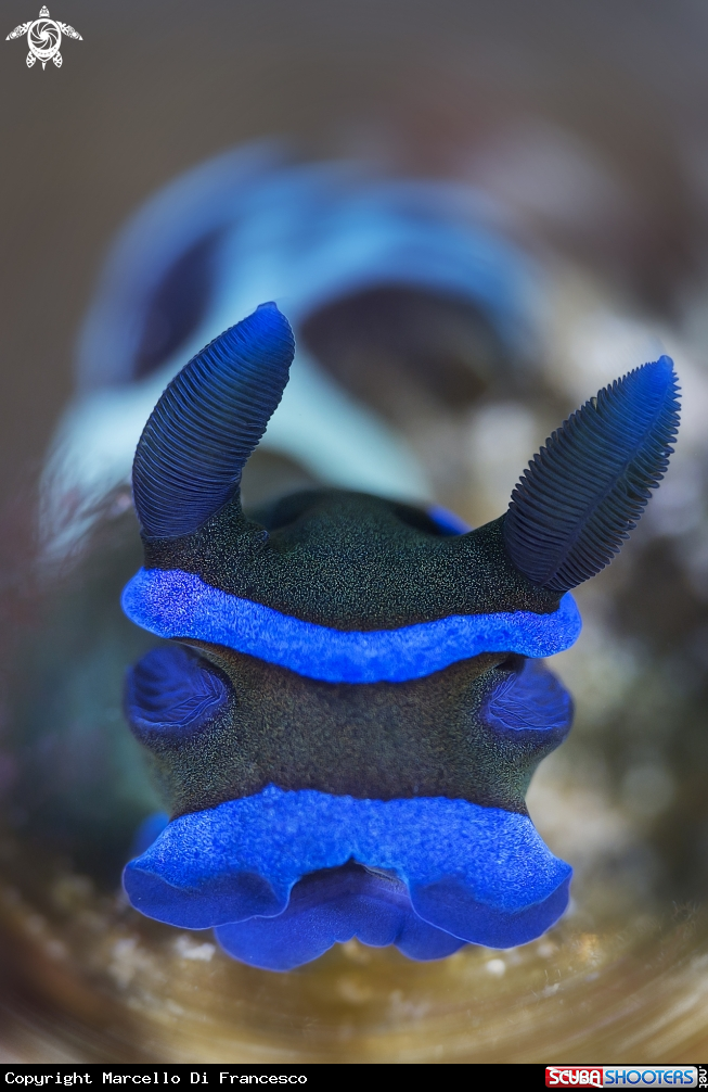 A Nudi