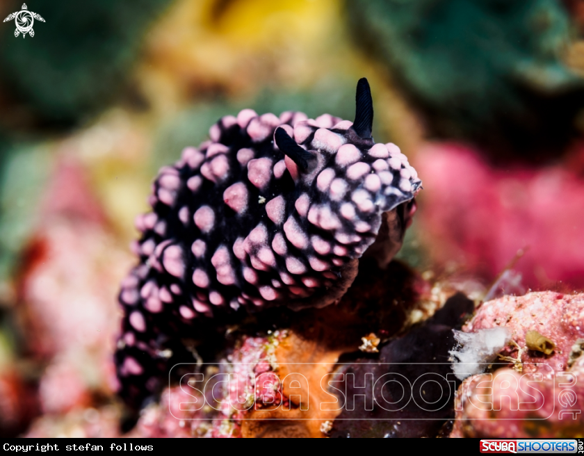 A Varicose Wart Slug