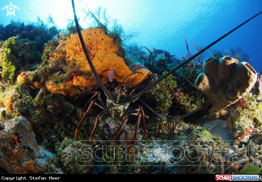 A Lobster