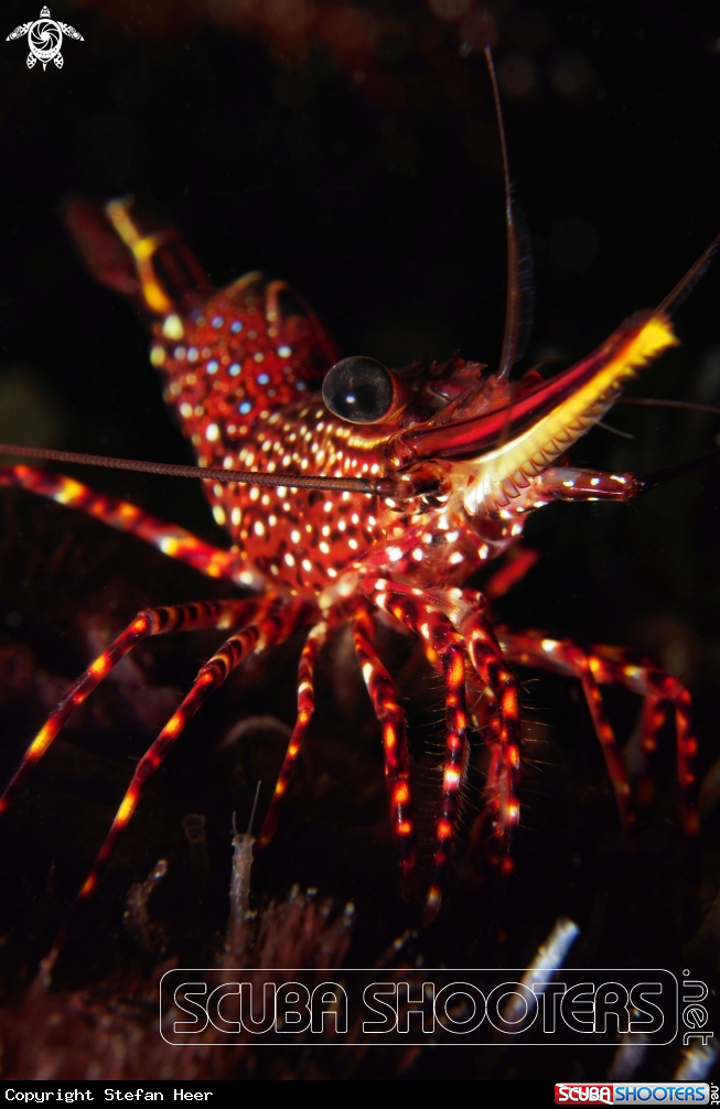 A Crayfish