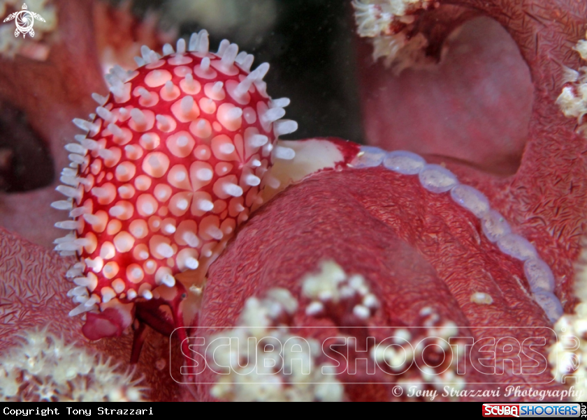 A Wilson's Banded cowry