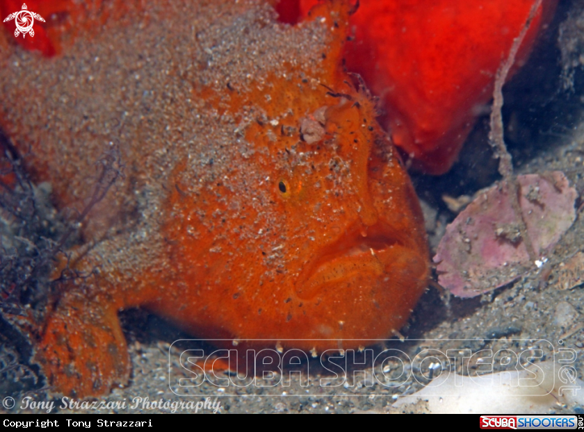 A Striped anglerfish