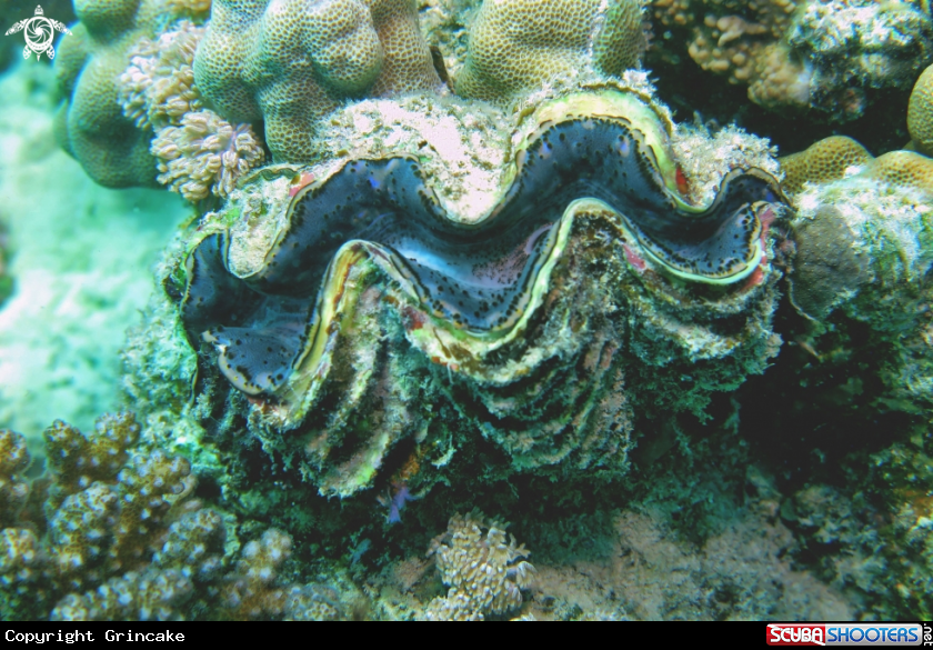 A Tridacna