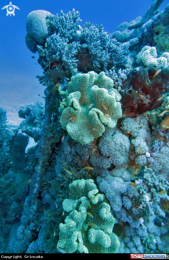 A Leathercoral Stone El Quadim Bay