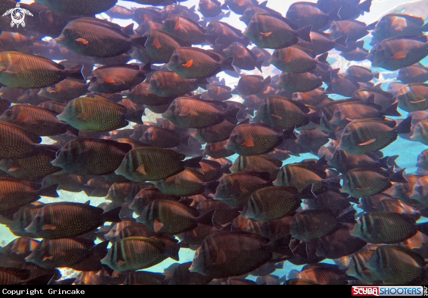 A Desjardin's sailfin tang 