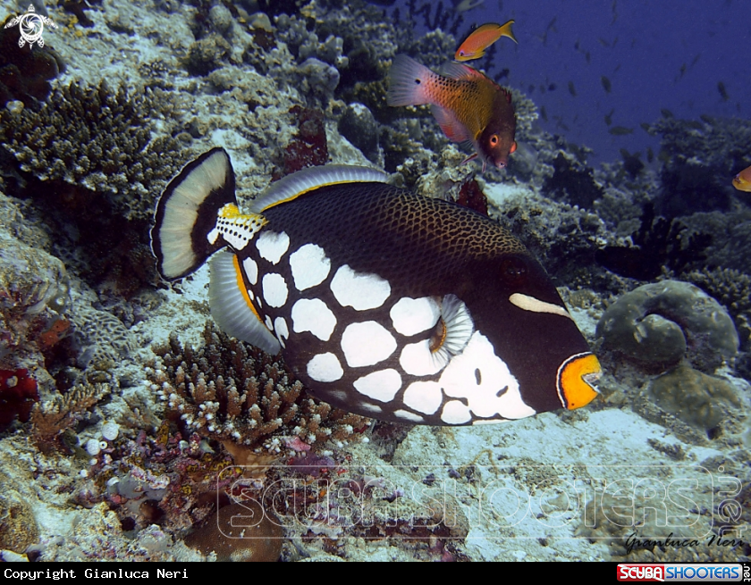 A Clown triggerfish