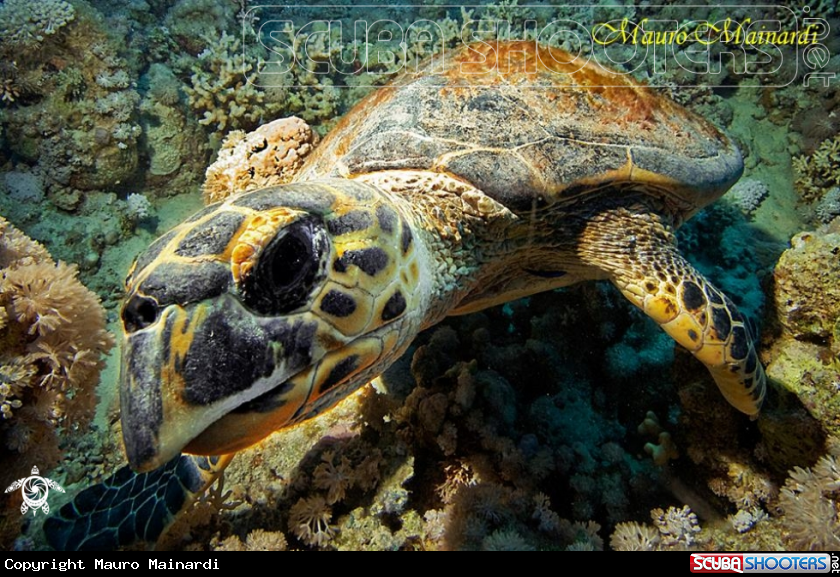 A Turtle erethmochelys