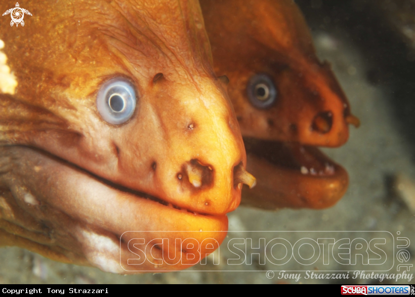 A Green moray eels