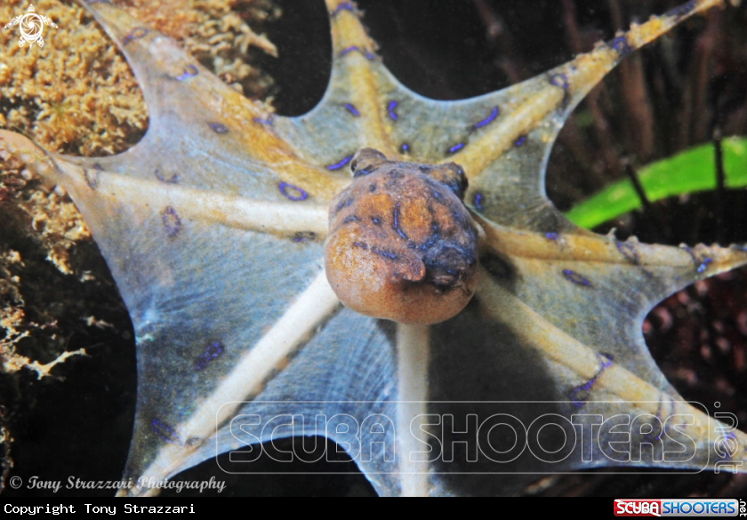A Blue lined octopus