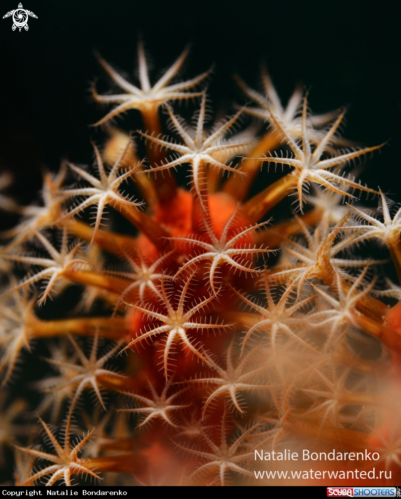 A Coral