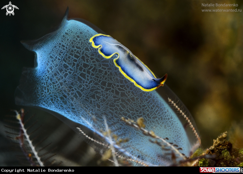 A Flatworm, ascidia