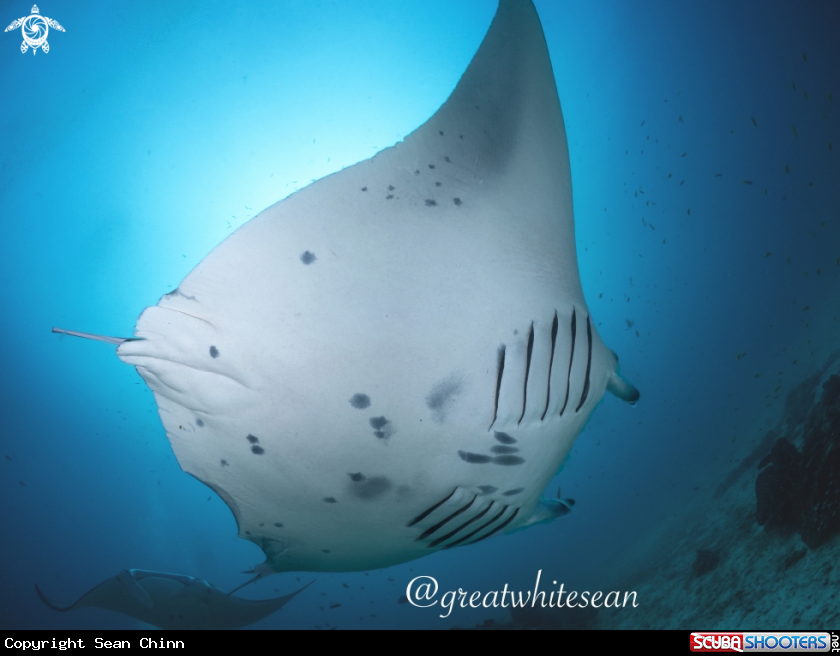 A Manta Ray