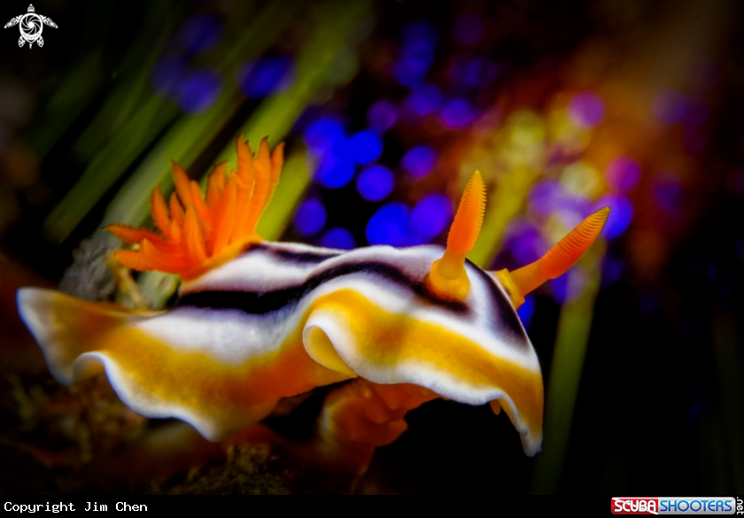 A Magnificent Chromodoris
